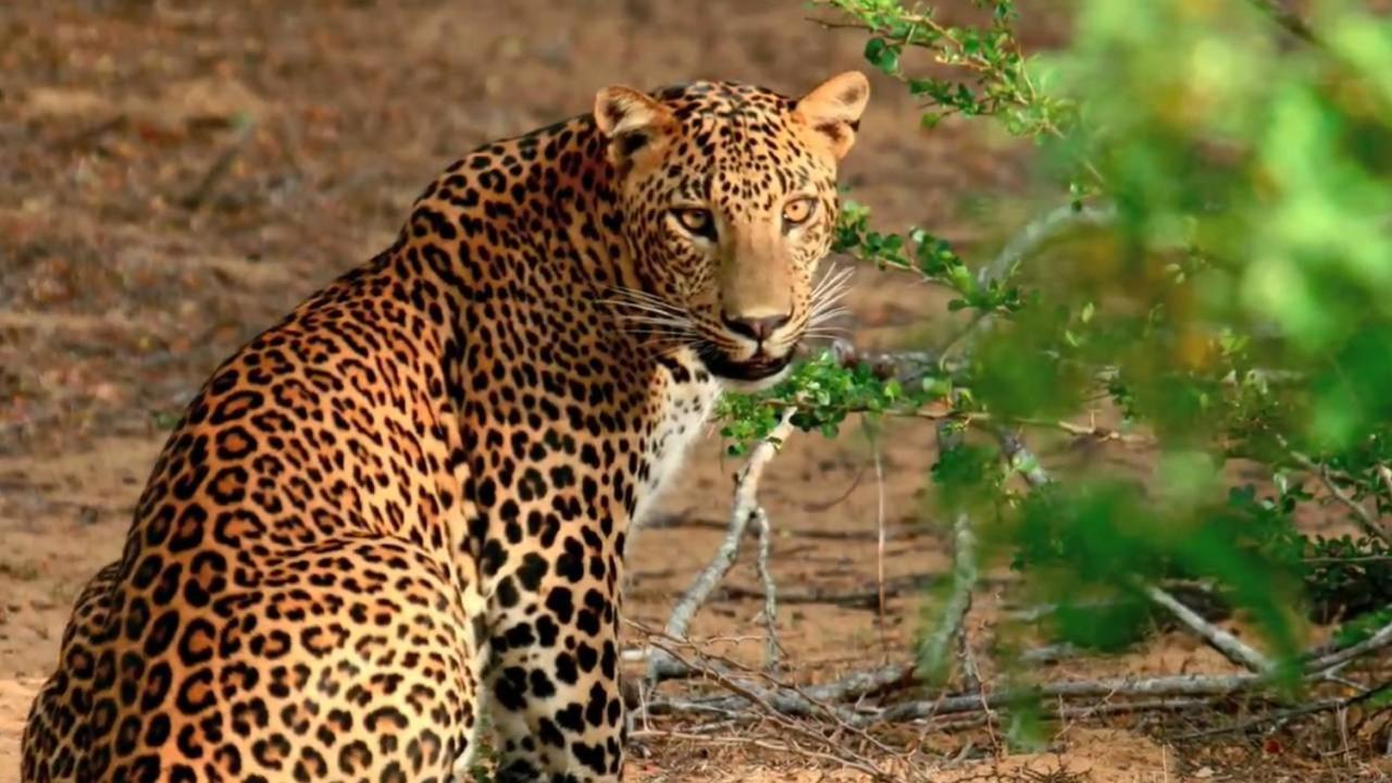 فندق تاماريند تري تيساماهاراما المظهر الخارجي الصورة